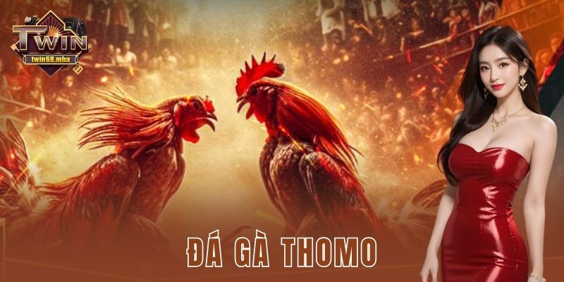 Đá gà thomo hướng dẫn chơi kịch trần cho anh em bet thủ