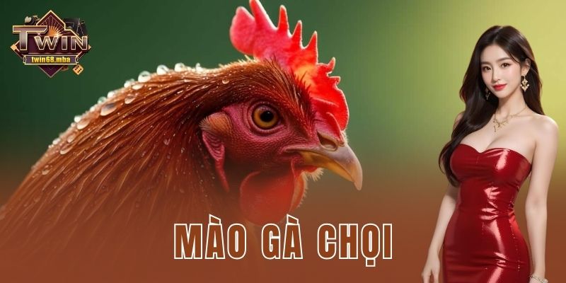 Mào gà chọi và bí quyết chọn chiến kê vượt trội