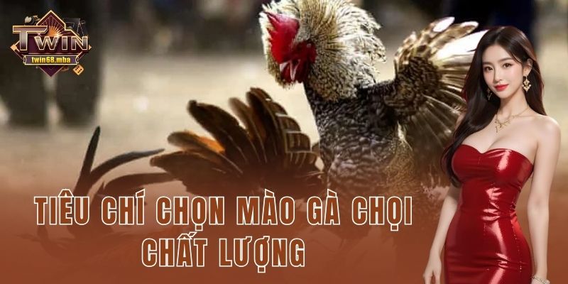 Tiêu chí chọn mào gà chọi chất lượng